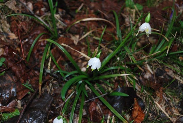 Leucojum vernum